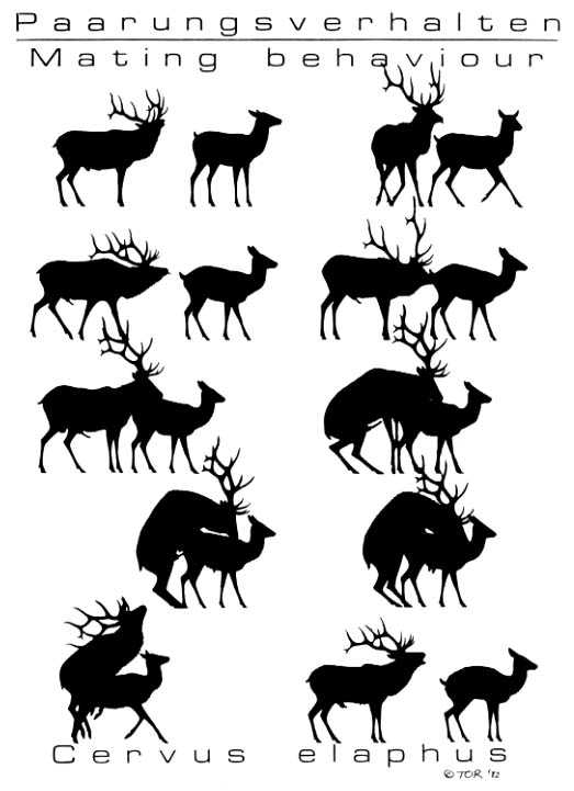 Rule34 – If it exists, there is porn of it / / 344620