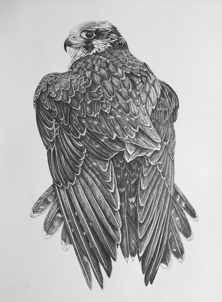 original, commentary, english commentary, graphite (medium), traditional media, animal, animal focus, bird, david salter, falcon, greyscale, monochrome, no humans, peregrine falcon, photorealistic, realistic