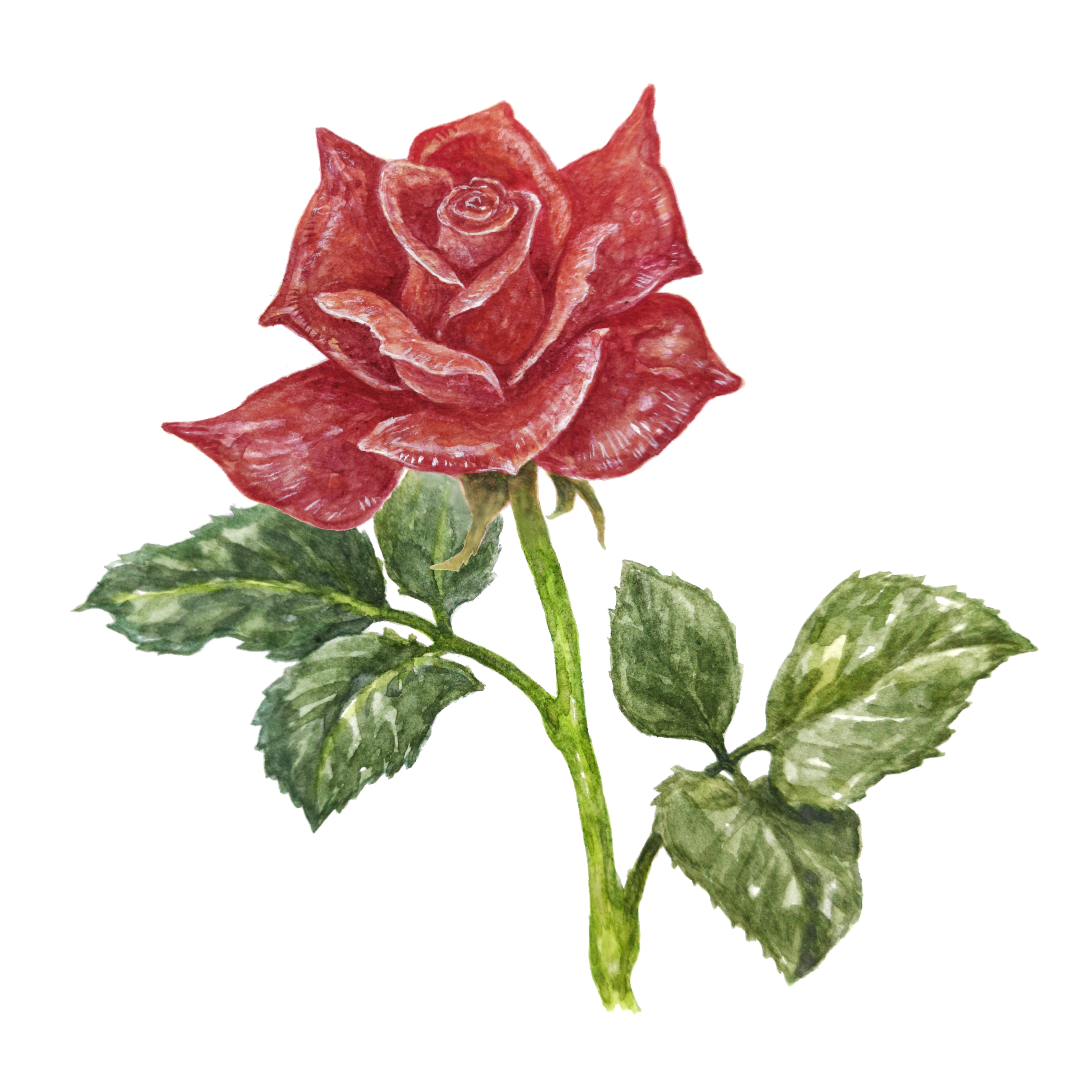 kanou (pixiv 37964562), original, absurdres, commentary request, highres, painting (medium), traditional media, watercolor (medium), flower, flower focus, leaf, no humans, red flower, red rose, rose, simple background, still life, white background