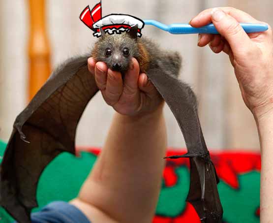 remilia scarlet, touhou, photo (medium), third-party edit, alternate costume, bat (animal), cosplay, female focus, hat, mob cap, remilia scarlet (cosplay), solo focus, toothbrush
