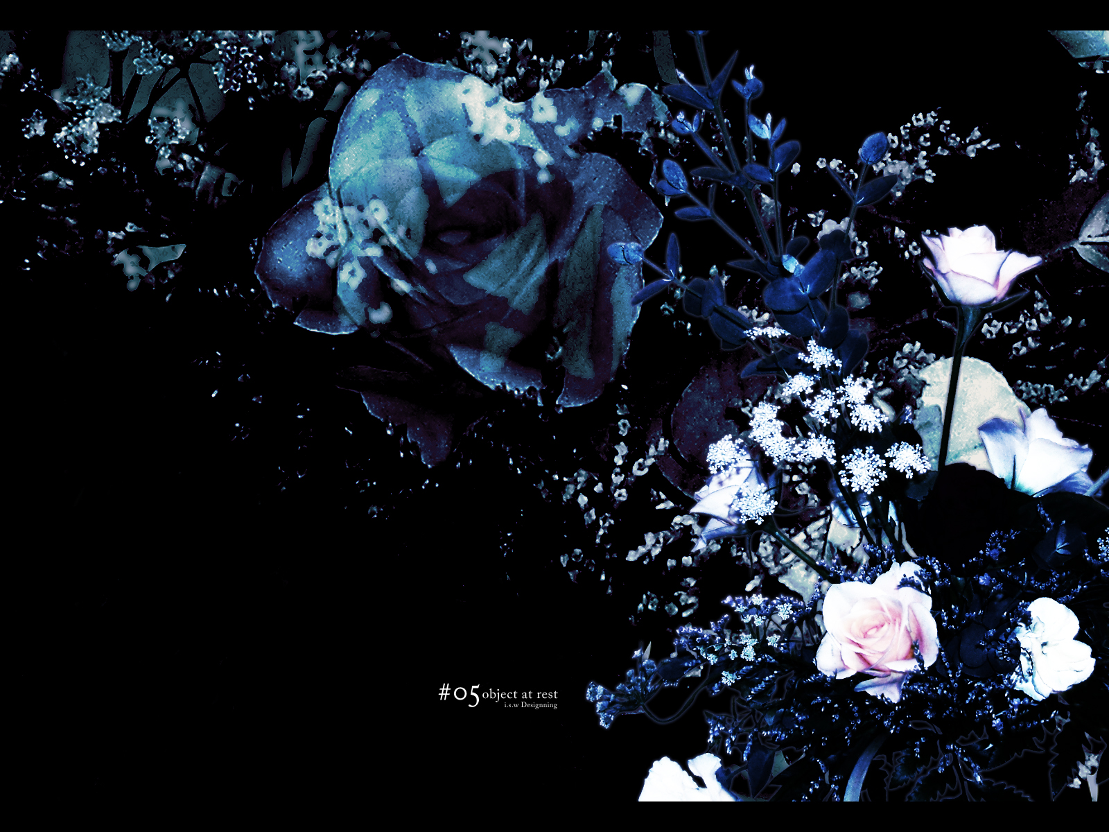 hiiragi ryo, hiiragi ryou, highres, blue flower, blue rose, dark, english text, engrish text, flower, no humans, plant, ranguage, rose