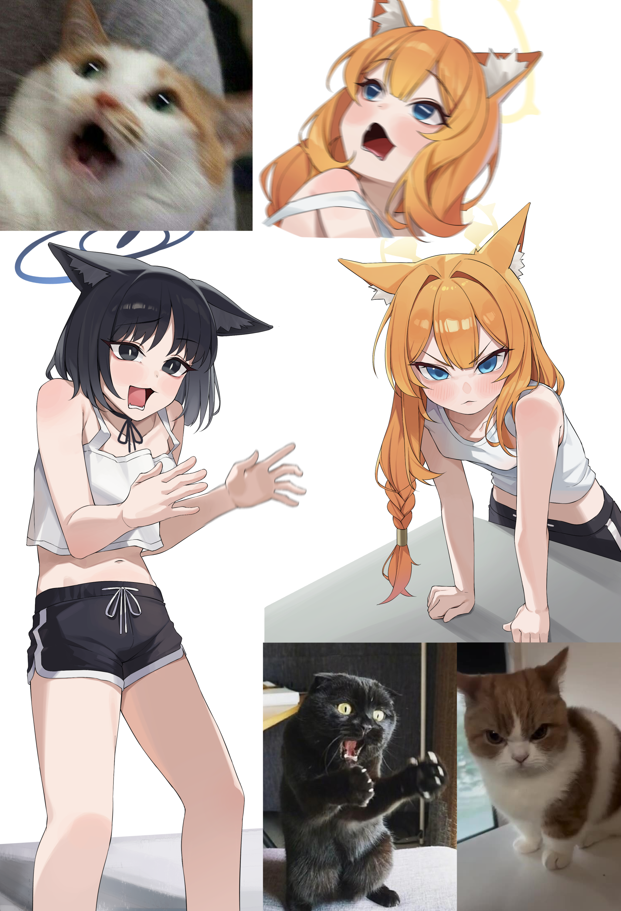um 111, kikyou (blue archive), mari (blue archive), blue archive, absurdres, commentary, highres, photo-referenced, symbol-only commentary, 2girls, animal, animal ears, black eyes, black hair, black halo, black shorts, blue eyes, braid, braided ponytail, breasts, cat, cat ears, cat girl, halo, long hair, looking at viewer, multiple girls, open mouth, orange hair, short hair, shorts, simple background, small breasts, standing, tank top, white background, white tank top, yellow halo