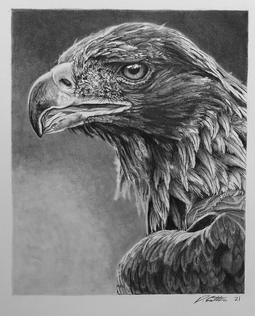 commentary, english commentary, graphite (medium), photo-referenced, traditional media, animal, animal focus, bird, border, dated, david salter, eagle, greyscale, monochrome, no humans, photorealistic, realistic, signature, white border