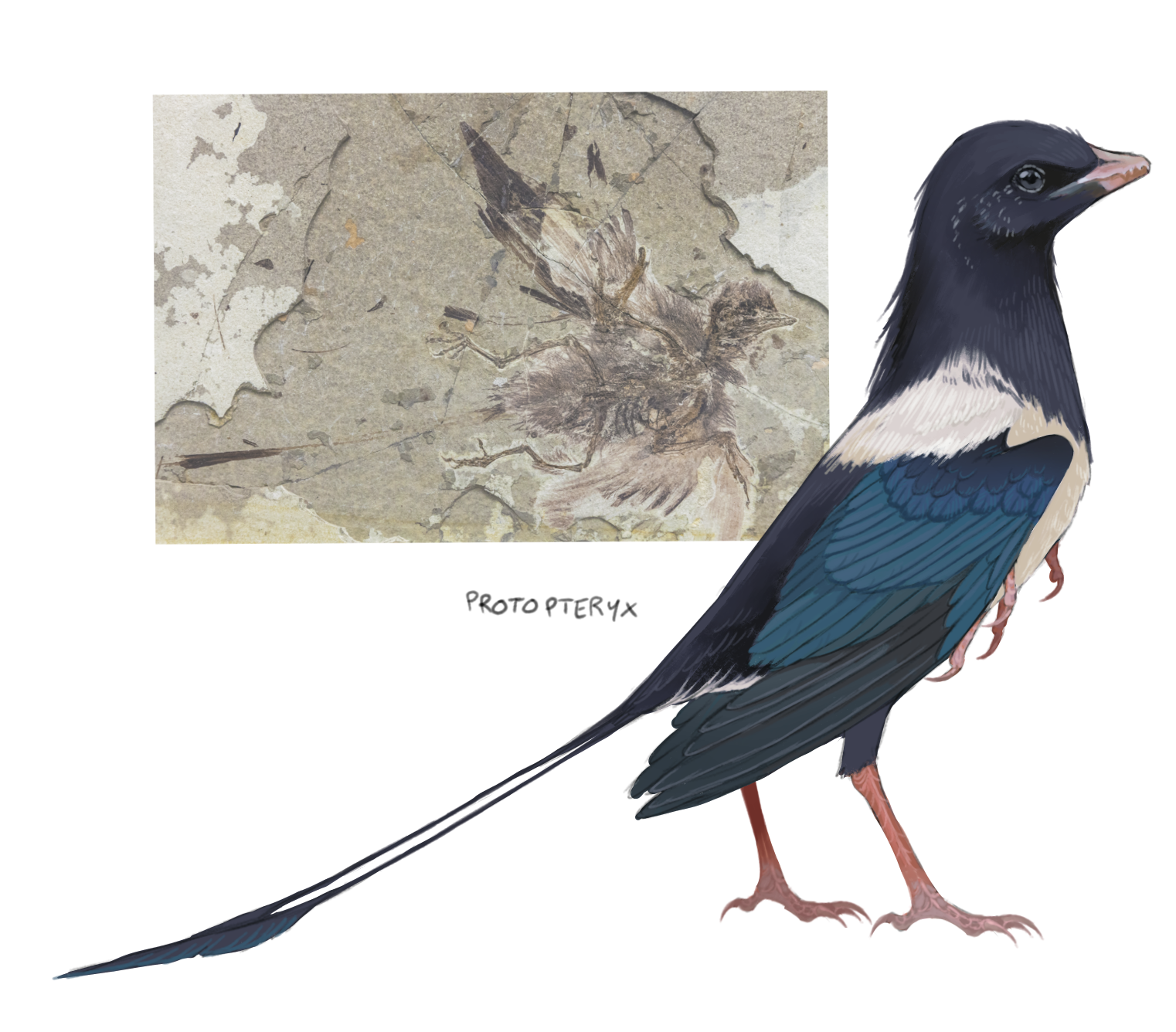 jejejunum, original, commentary, english commentary, highres, animal, animal focus, beak, blue feathers, dinosaur, feathers, fossil, full body, multicolored feathers, no humans, paleoart, prehistoric, protopteryx, purple feathers, raptor, solo, standing