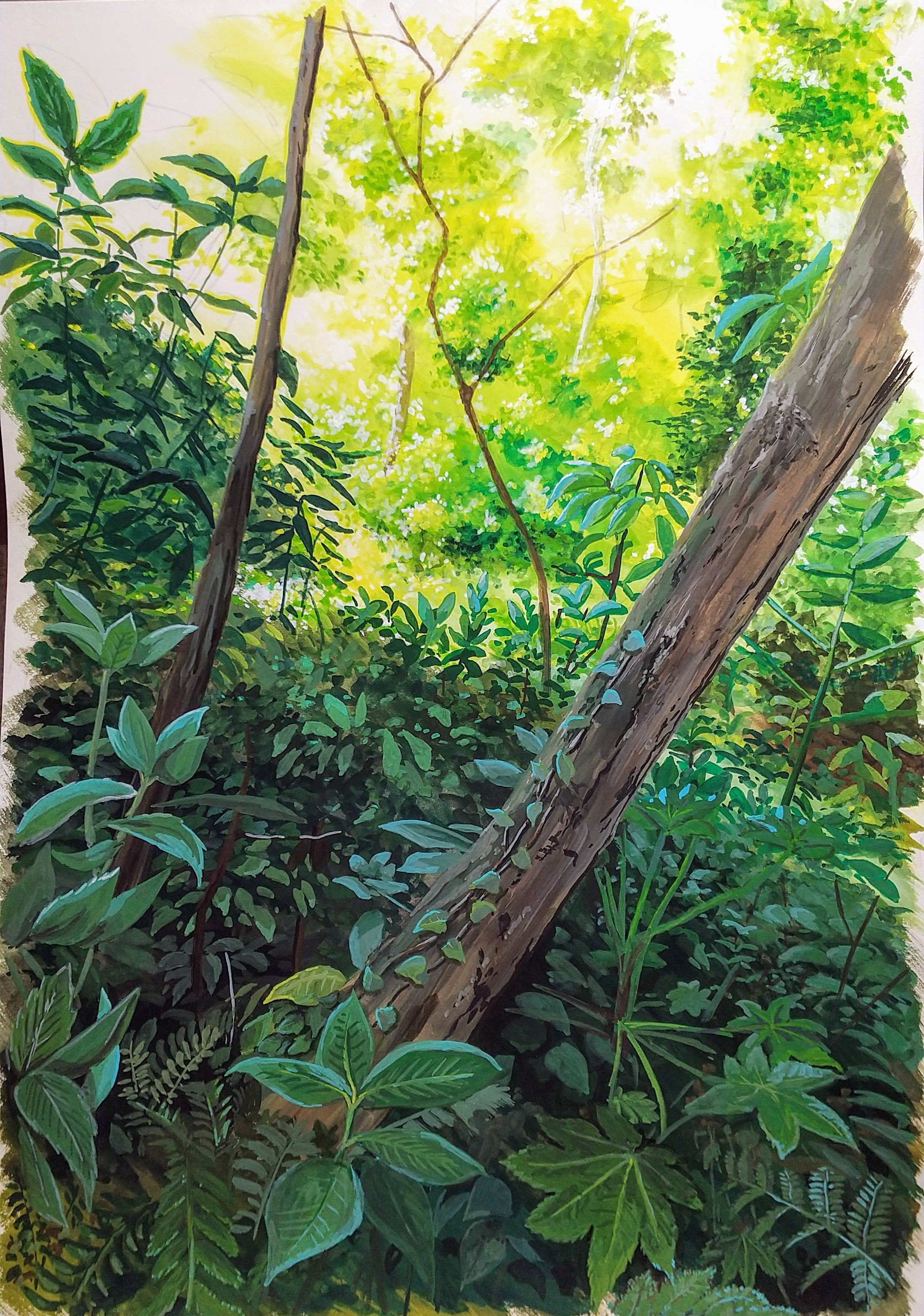 harusa1107, original, absurdres, commentary request, highres, bush, day, fern, forest, nature, no humans, outdoors, plant, sapling, shadow, sunlight, tree, tree shade, vines