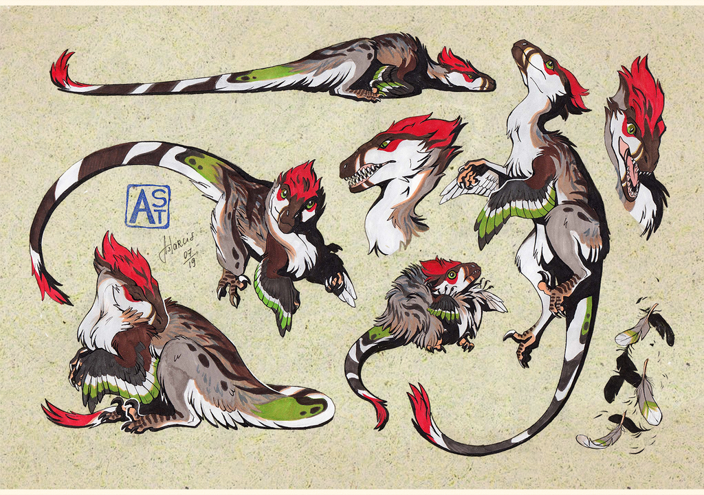 original, animal focus, artist name, astarcis, claws, closed mouth, dinosaur, dynamic pose, fangs, feathered dinosaur, feathers, full body, multicolored feathers, multiple views, no humans, open mouth, raptor, red feathers, reference sheet, sharp teeth, simple background, tail, teeth, velociraptor, watermark